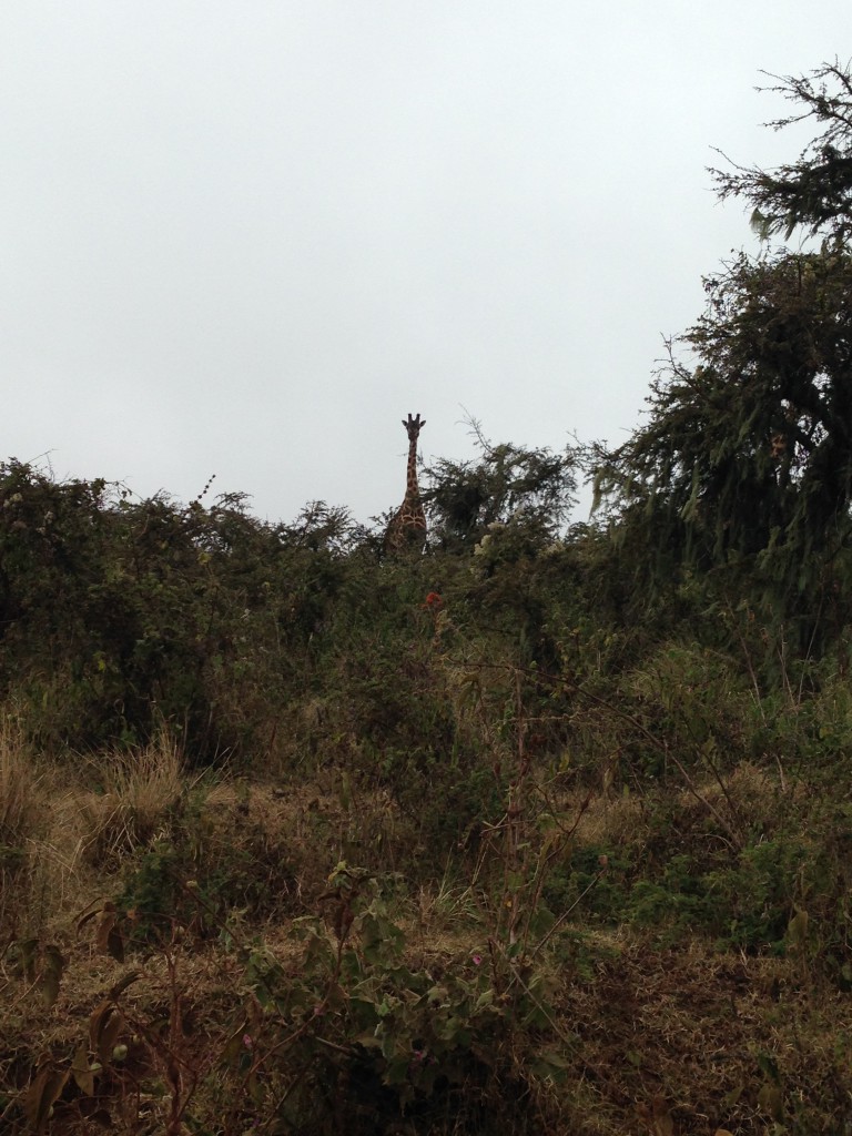 ngorongoro-9