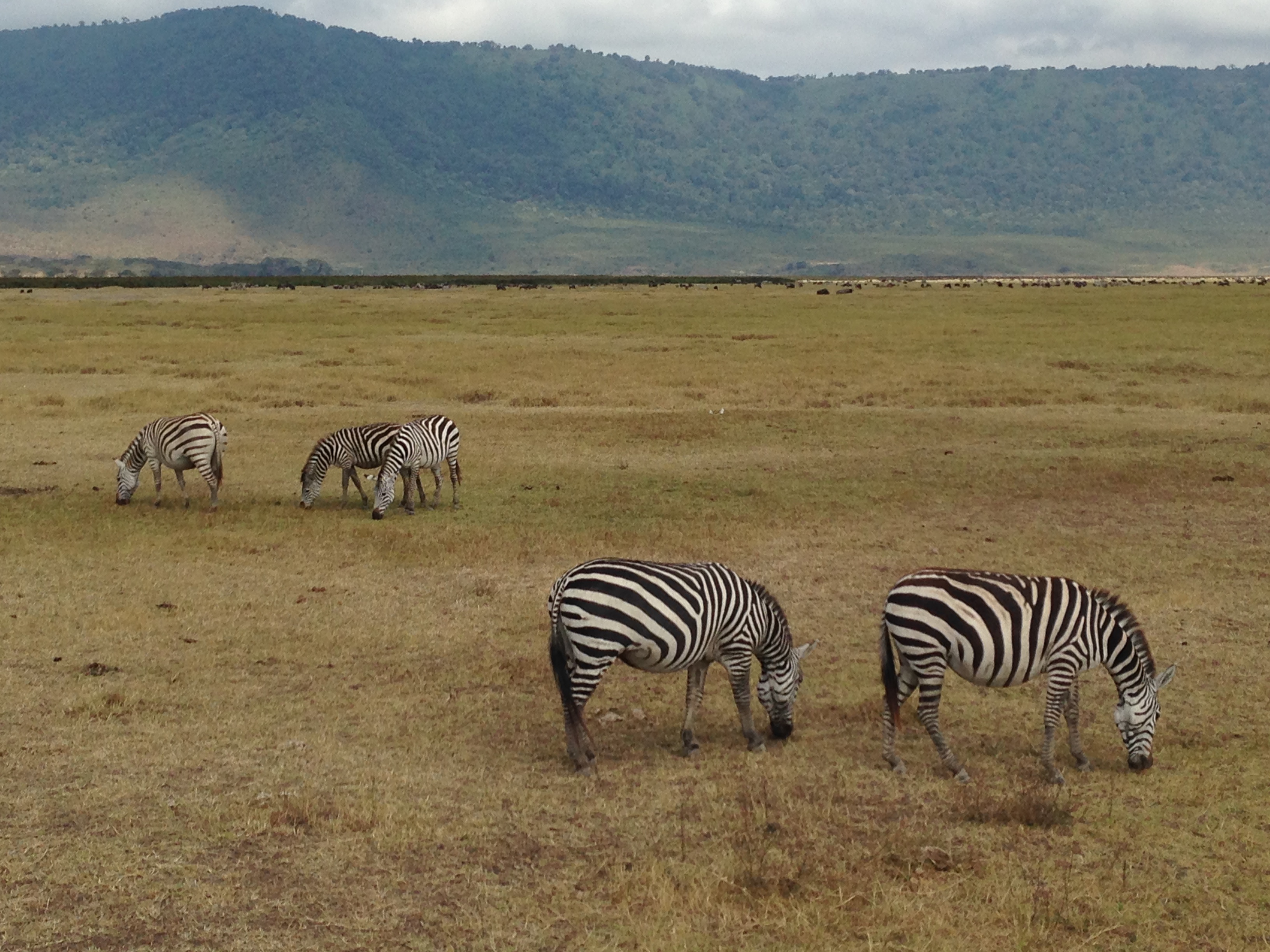 Ausflug nach Arusha – Tag 2 – Safari im Ngorongoro Nationalpark
