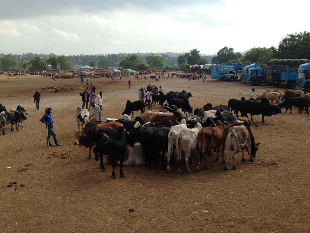 Größter Rinderhandelsplatz Ostafrikas