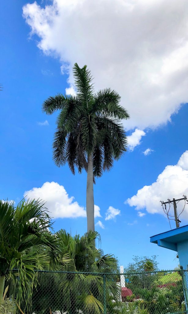 streets of cuba palm tree