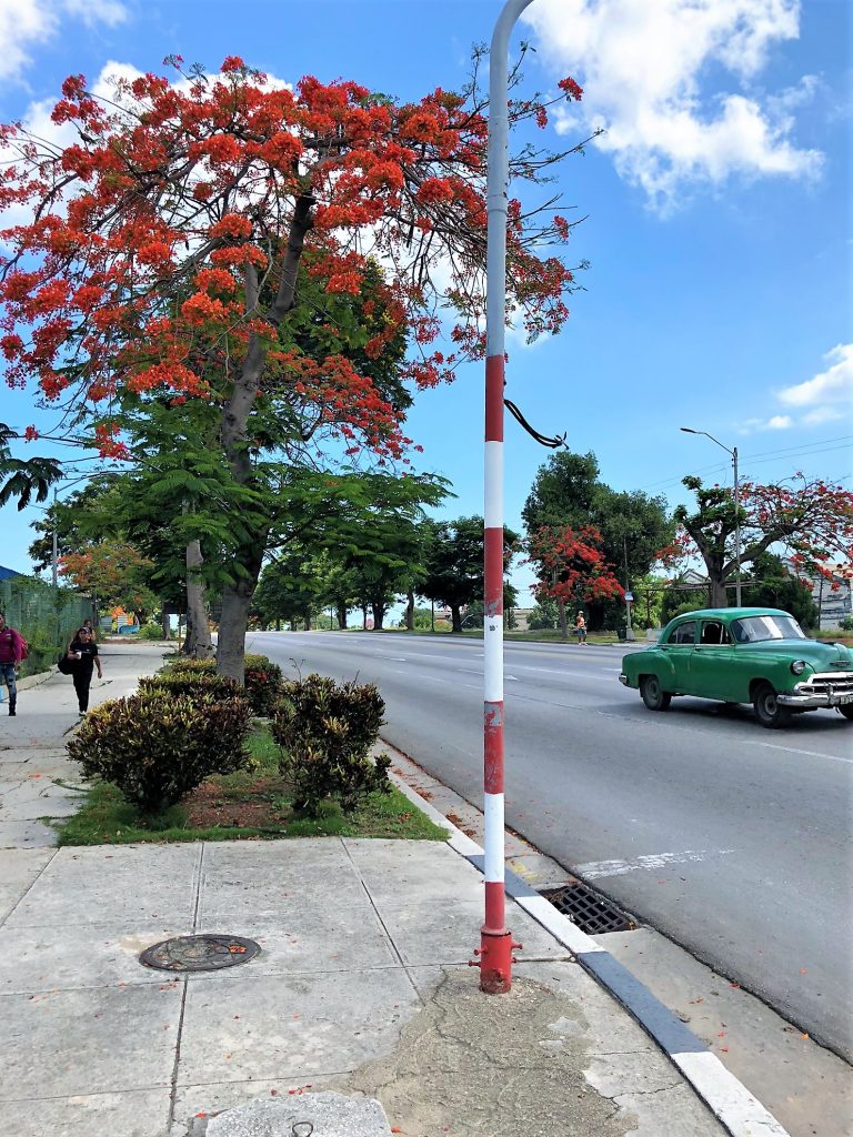 streets of cuba red tree