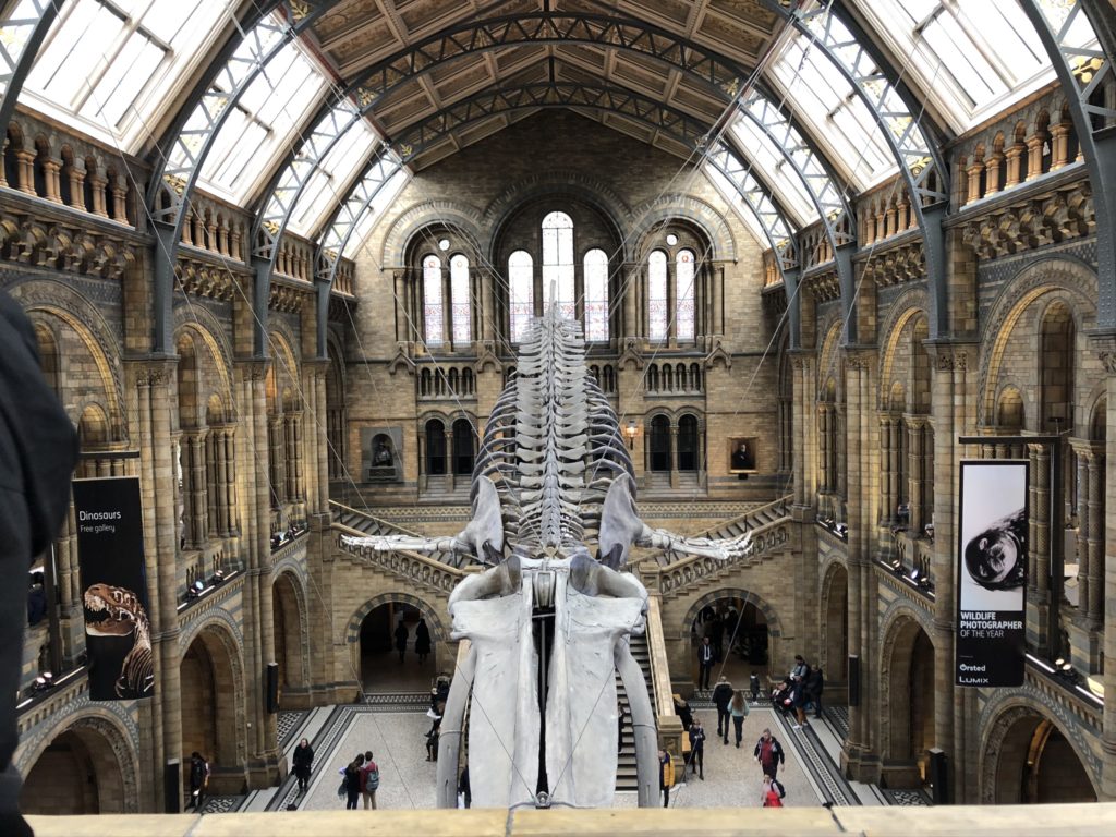 london nhm whale sceleton